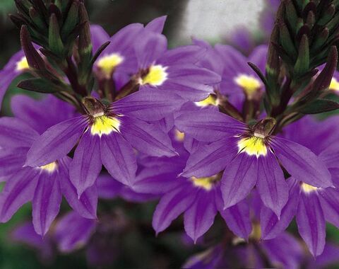 3433 Сцевола ABANICO PURPLE