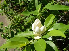 Магнолия Виргинская Magnolia virginiana