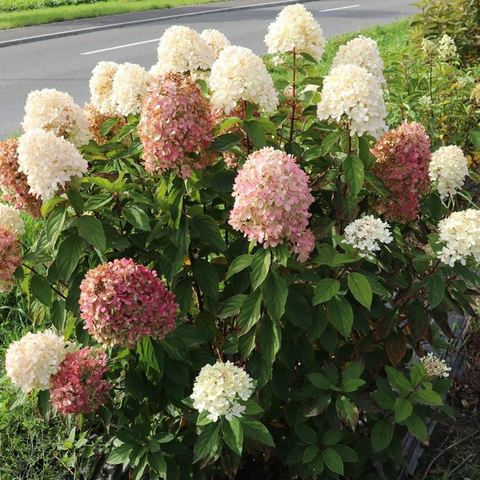 Гортензия метельчатая 