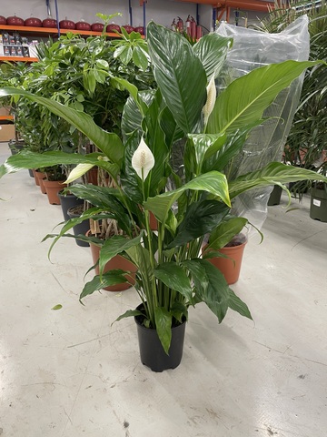 Спатифиллум Свит Сильвио