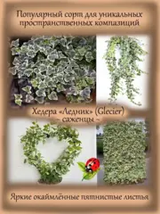 Почвопокровные и ампельные