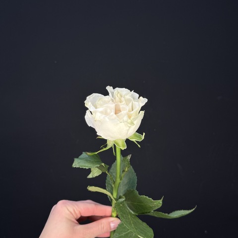 Роза cotton expression / 1 шт