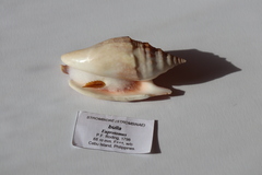 Ракушка Стромбус булла (Euprotomus bulla)