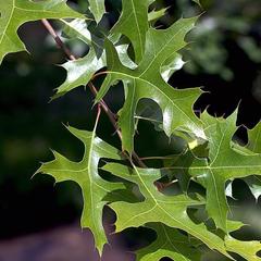 Дуб болотный quercus palustris