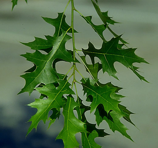 Саженцы Дуб Болотный quercus palustris