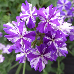 1518 Вербена LANAI PURPLE STAR