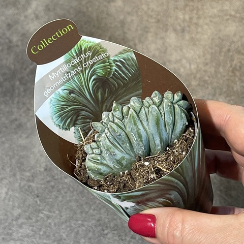 Миртиллокактус Геометризанс Кристата d7