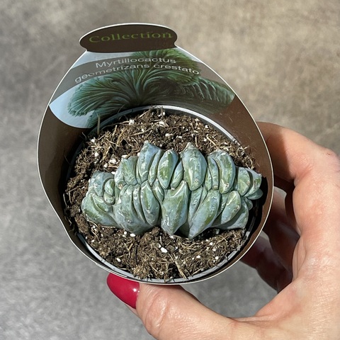 Миртиллокактус Геометризанс Кристата d7