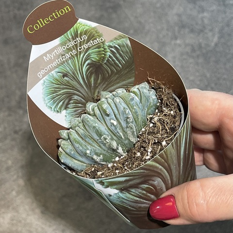 Миртиллокактус Геометризанс Кристата d7