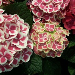 hydrangea Red Ace