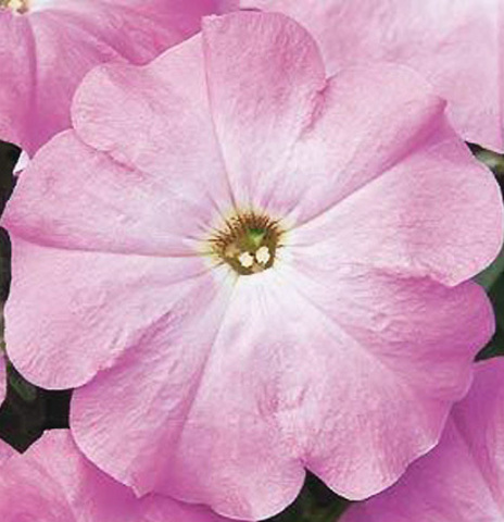 S6093 Петуния кустовая Multiflora MIRAGE LILAC 100 шт.