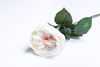 Кремово-персиковая роза.