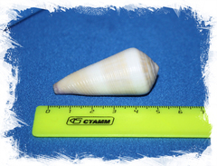 Конус теребра (Conus terebra)
