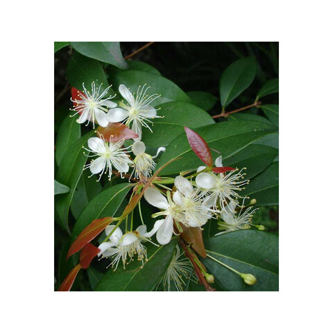 PFL. Эфирное масло копайбы (Copaiba) - 10 ml