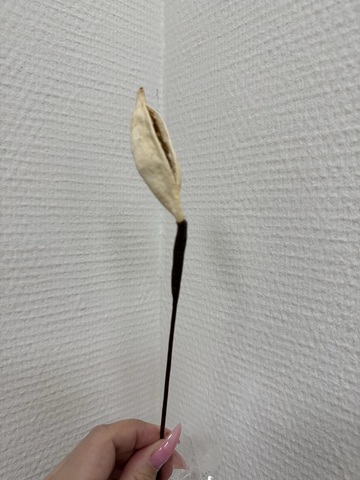 Брахихитон плоды дерева счастья на стебле из проволоки Белый (1шт в упаковке)