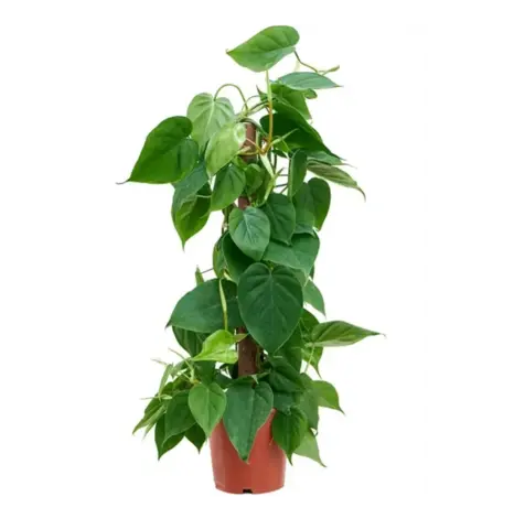 Филодендрон Сканденс