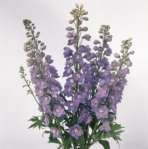 S3527 Дельфиниум GUARDIAN LAVENDER 100 шт.