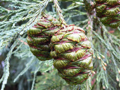 Секвойя гигантская Sequoiadendron giganteum