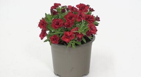 19268 Калибрахоа MINIFAMOUS ORO DOUBLE RED