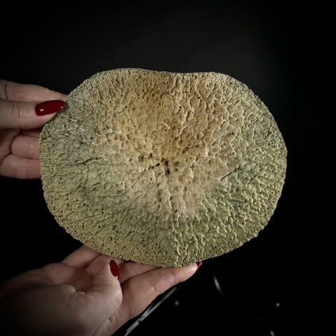 Позвоночный диск кита на подставке