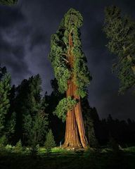 Секвойя гигантская Sequoiadendron giganteum