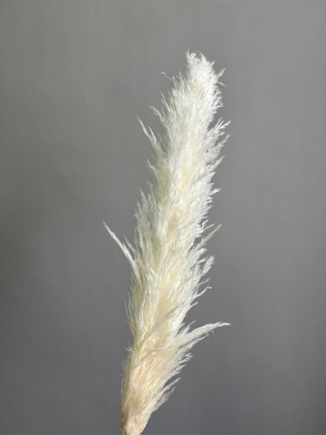 Кортадерия молочная 1 шт