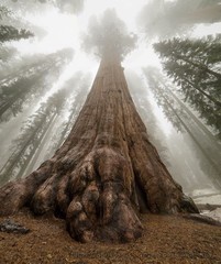 Секвойя гигантская Sequoiadendron giganteum