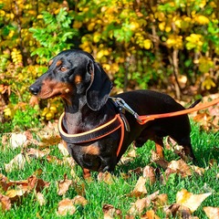 Ferplast шлейка AGILA FLUO 4 розовая