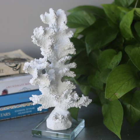 Коралловое дерево (Tree coral)