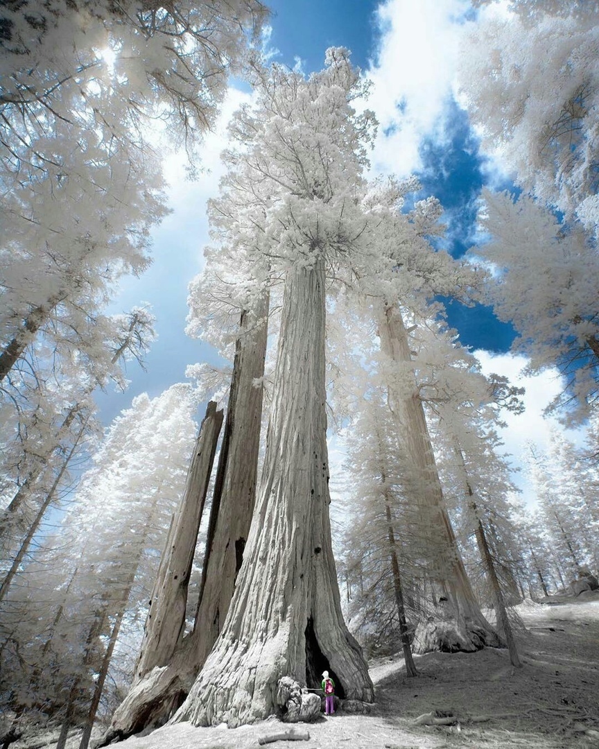 Секвойя гигантская Sequoiadendron giganteum - купить по выгодной цене |  teofrast