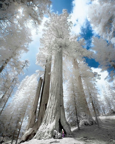 Секвойя гигантская Sequoiadendron giganteum