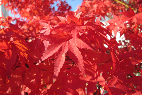 Клен дланевидный пурпурнолистный Acer palmatum f. atropurpurea