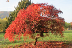 Клен дланевидный пурпурнолистный Acer palmatum f. atropurpurea