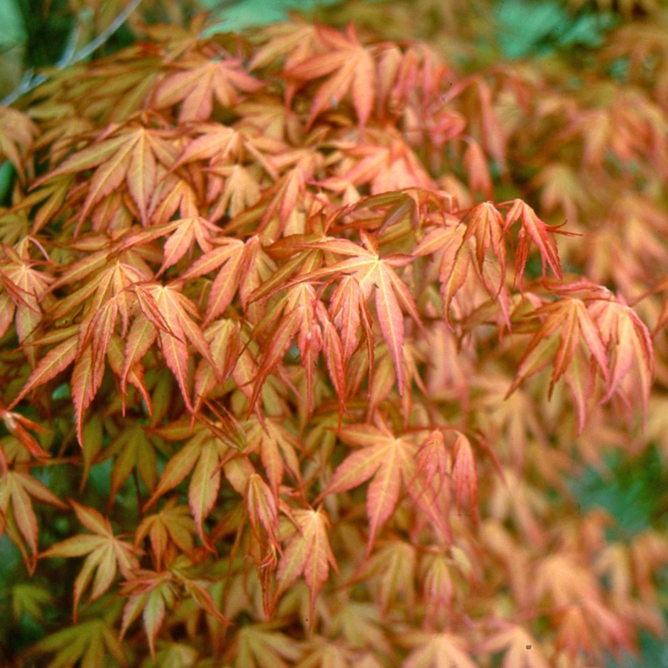 Клен дланевидный acer palmatum katsura