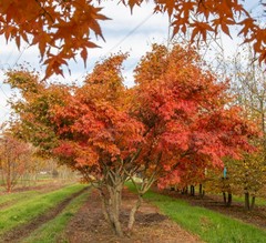 Клен дланевидный пурпурнолистный Acer palmatum f. atropurpurea