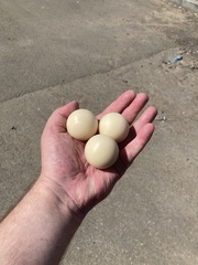 Полиамид 6-бл. (капролон) стеклонполненный Шар - 44 мм