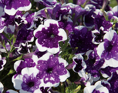 3201 Петуния ALPETUNIA GLACIER SKY (ВЕСНА 2025)