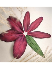 Молды пластиковые набор 