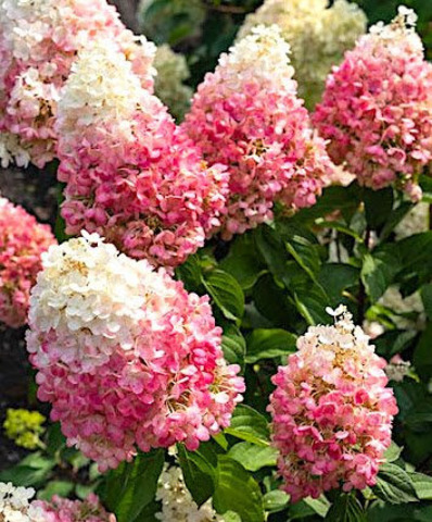 Гортензия метельчатая Колорфул Коктейл