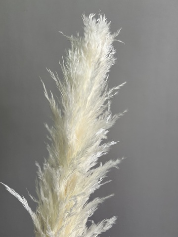 Кортадерия молочная 1 шт