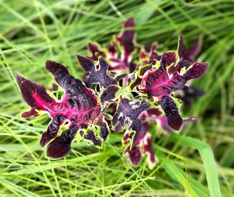 Синий день ТМ колеус