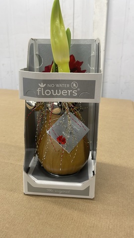 Гиппеаструм в воске новогодний с декором