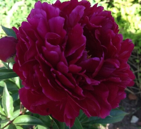 Пион молочноцветковый Уильям Ф.Тернер