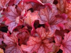 Гейхера Paprika (Паприка)