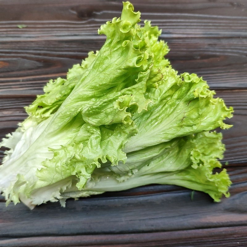 Как выглядит листовой салат фото
