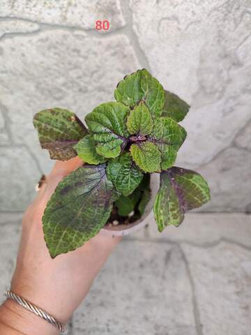 Lavender Shades Тай колеус