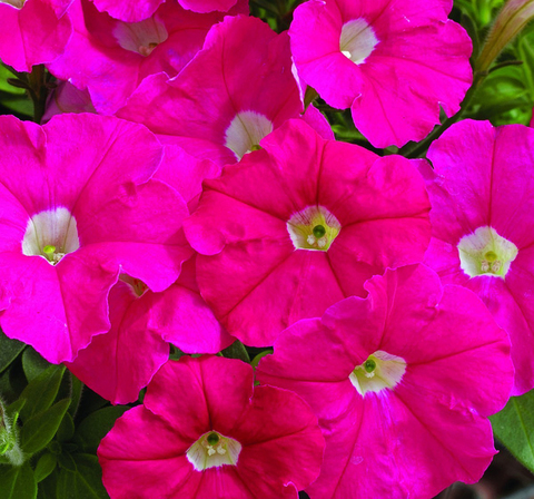 S6043 Петуния кустовая Multiflora Picobella Rose 10шт.