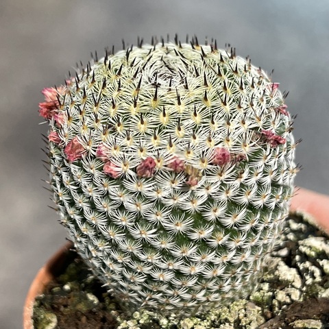 Маммиллярия Микрохелия Суперфайн d5