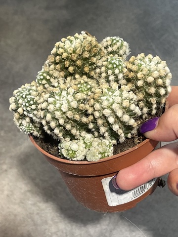 Маммиллярия Грацилис Альба d10