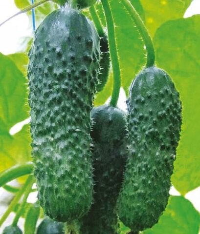 Огурец Анзор